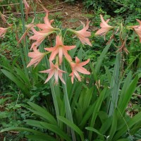 Hippeastrum puniceum (Lam.) Voss